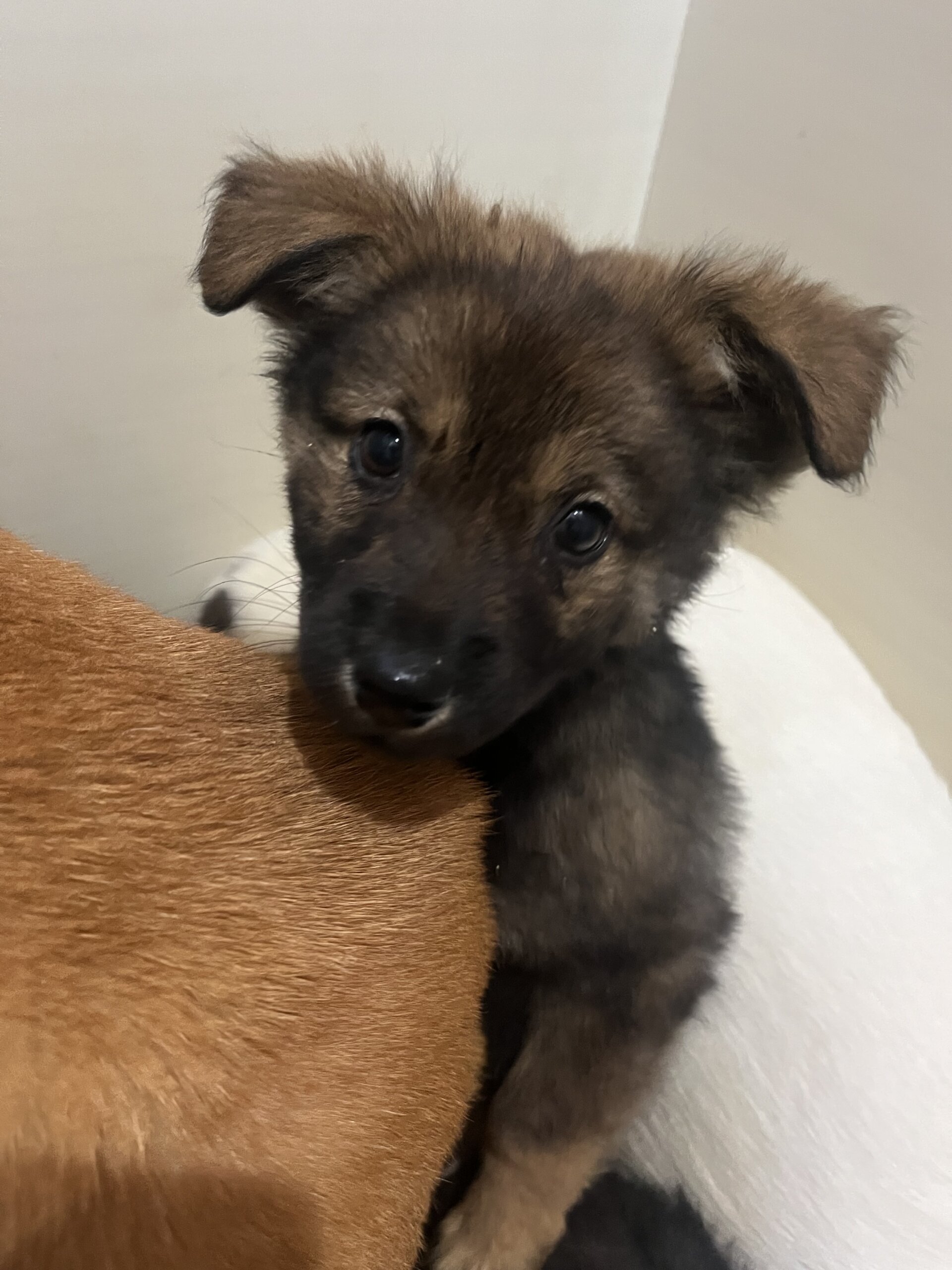 可愛い子犬ちゃん