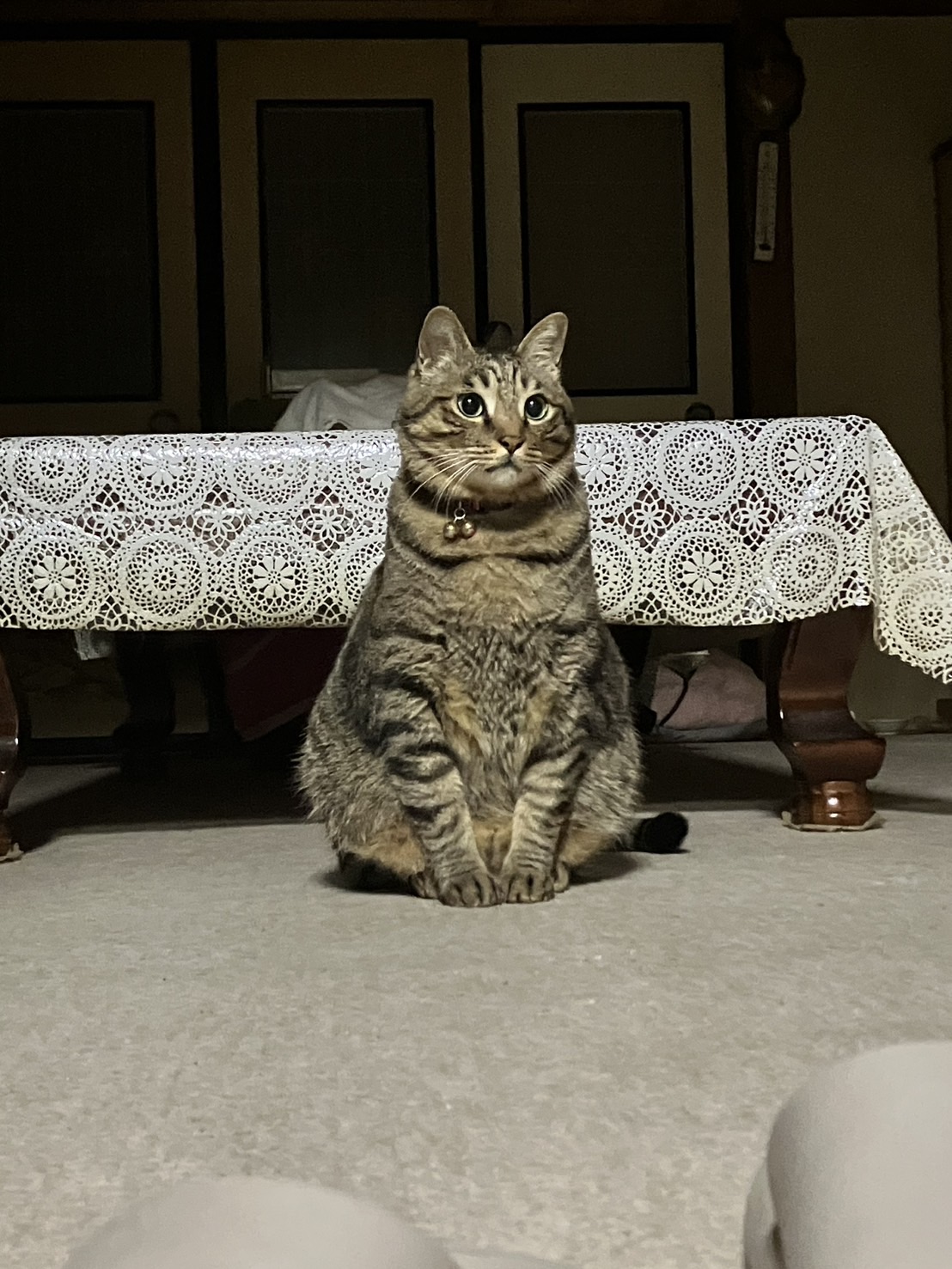 5歳の猫（男の子）人懐っこくお手をします。