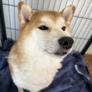 優しい柴犬の男の子