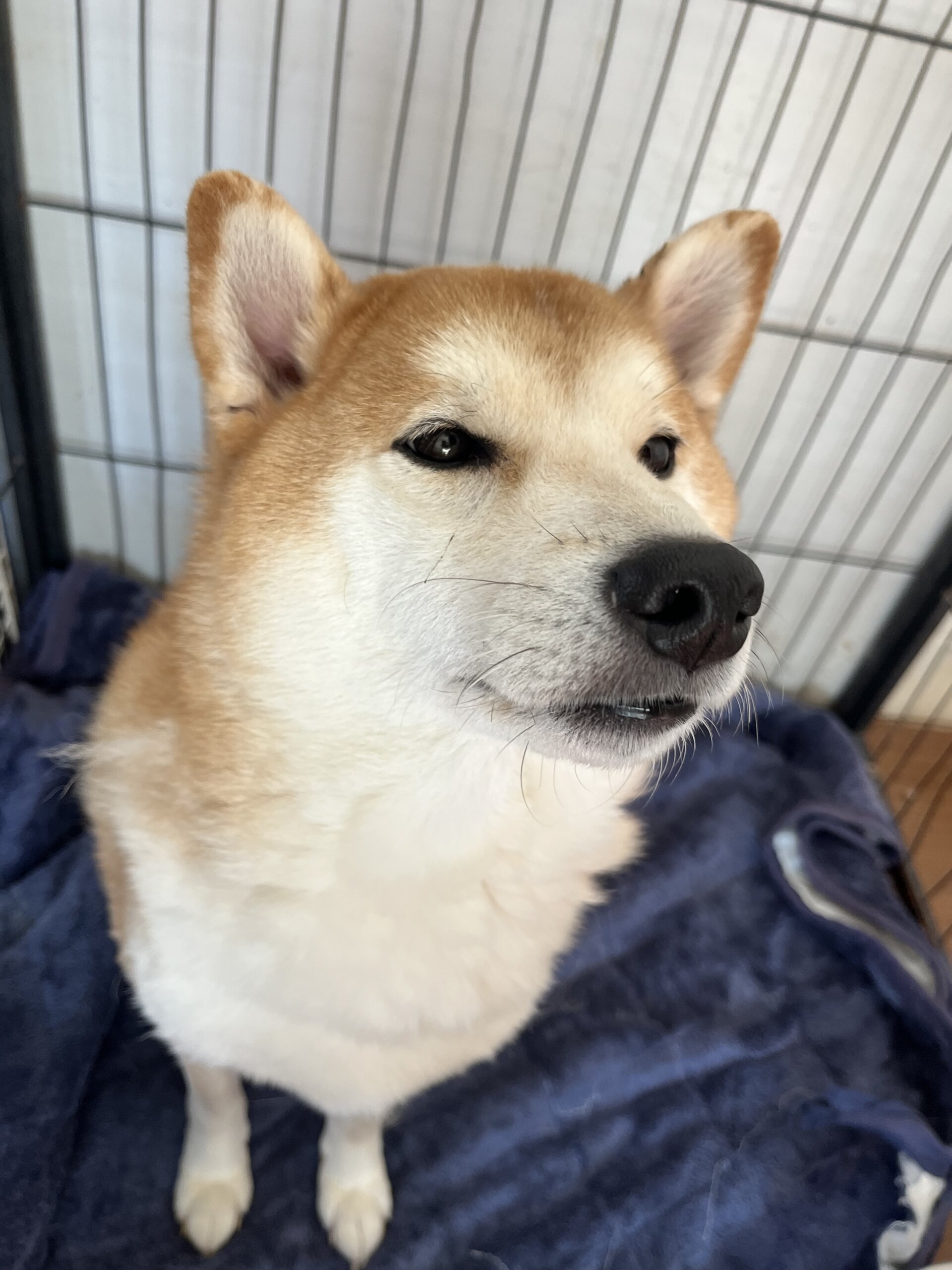 優しい柴犬の男の子