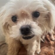 マルチーズ？mixの可愛らしい女の子