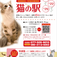 シェルターでのまったり保護猫譲渡会！✨💕