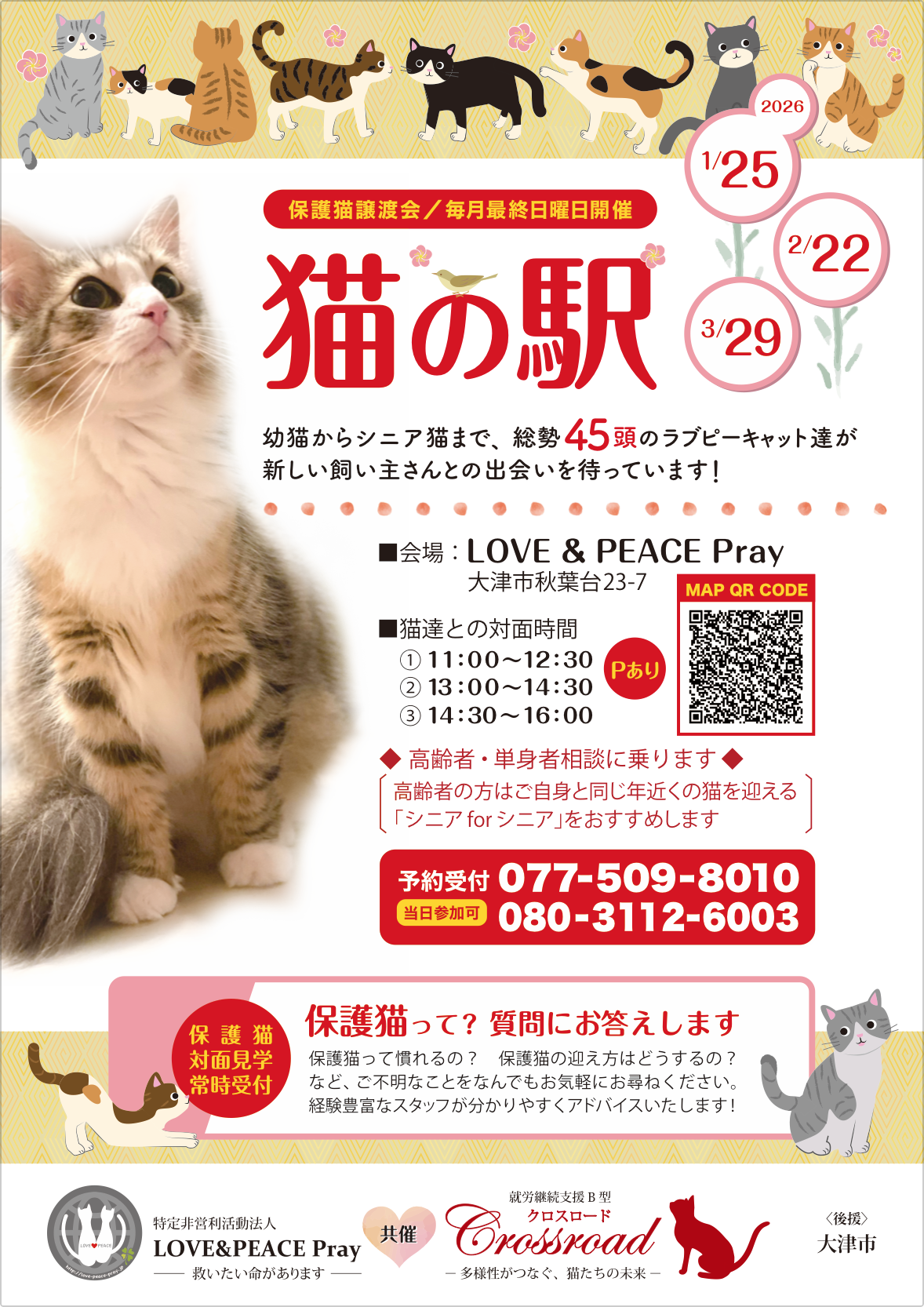 シェルターでのまったり保護猫譲渡会！✨💕