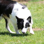 ボーダーコリー男の子と女の子