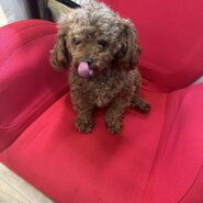トイプードル　3才　男の子