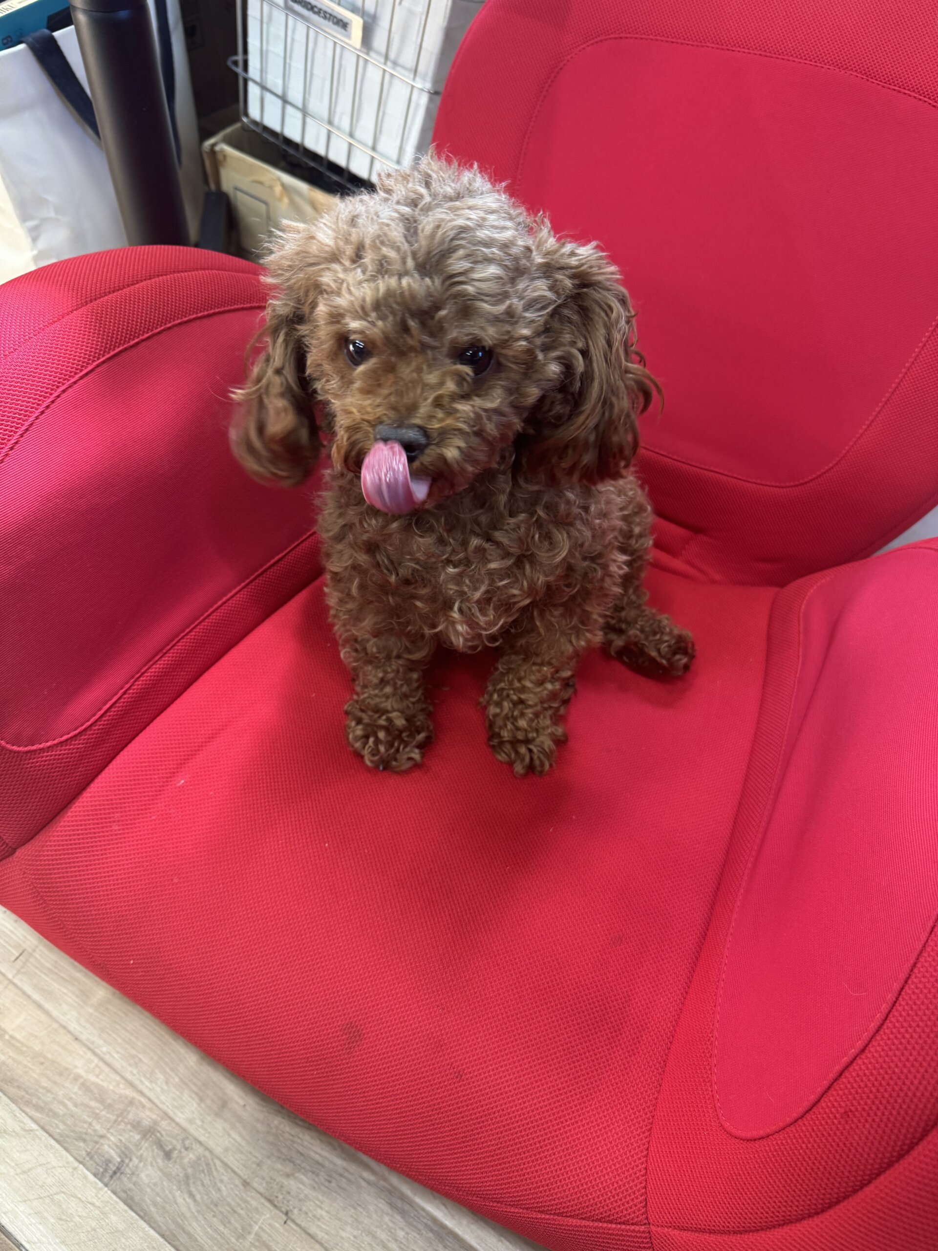 トイプードル　3才　男の子