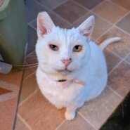 甘えん坊で愛が重いオッドアイ白猫♂推定3才