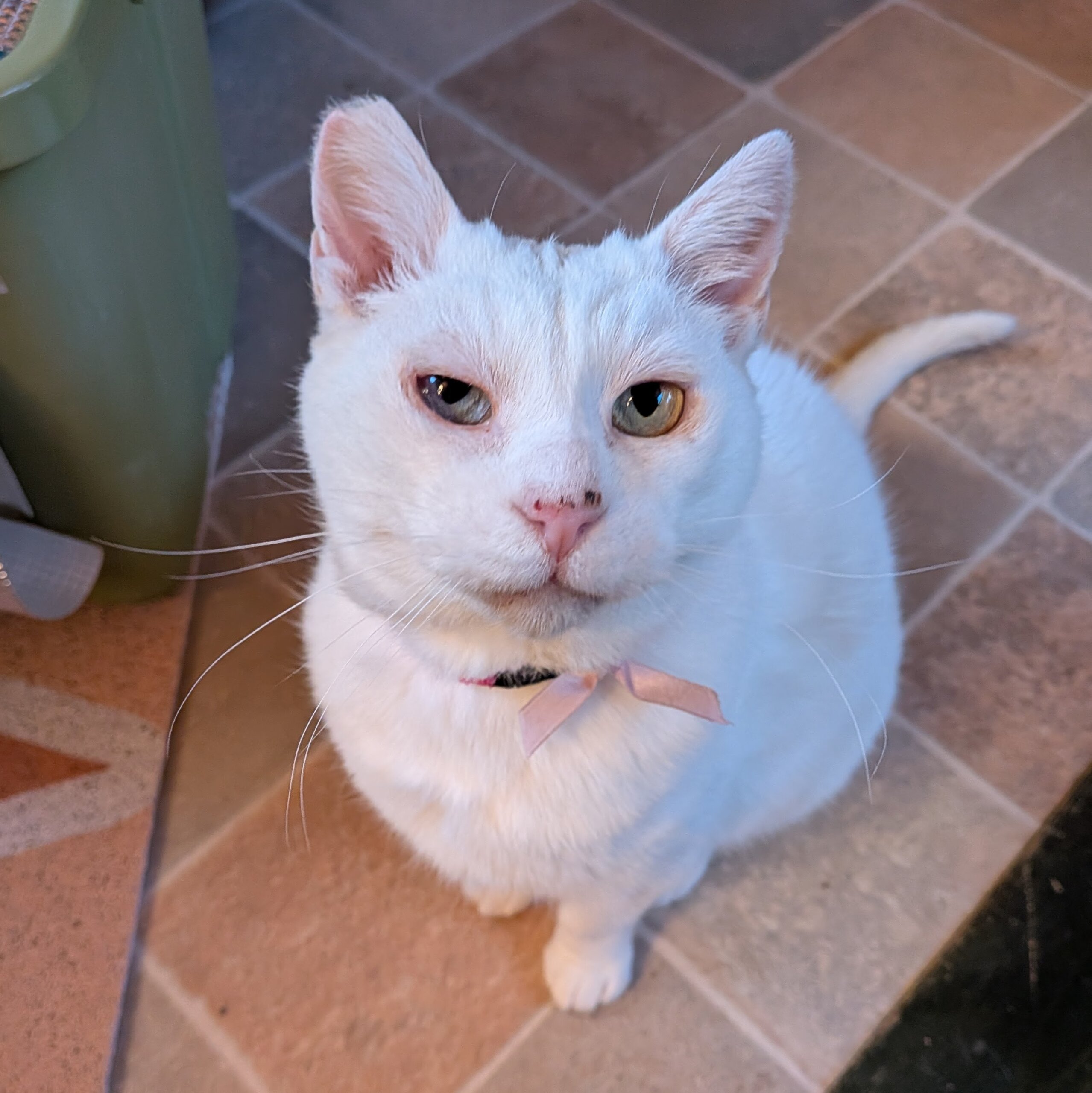 甘えん坊で愛が重いオッドアイ白猫♂推定3才