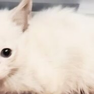 多頭飼育放棄レスキュー