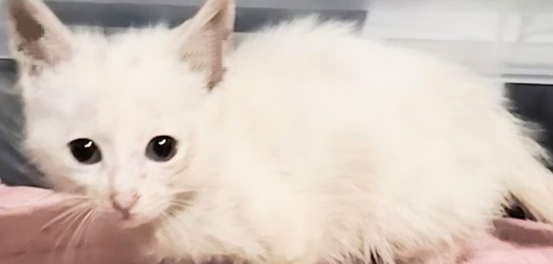 多頭飼育放棄レスキュー