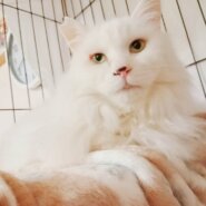 ⭐️2月1日開催⭐️大阪府堺市⭐️ノエル⭐️推定５歳の女の子