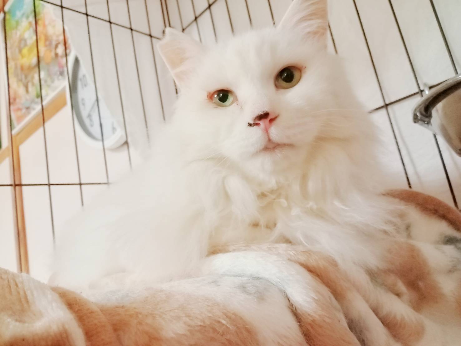 ⭐️2月1日開催⭐️大阪府堺市⭐️ノエル⭐️推定５歳の女の子