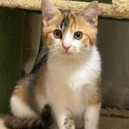 ⭐️2月1日開催⭐️大阪府堺市⭐️ミルキー　三毛⭐️4ヶ月の女の子