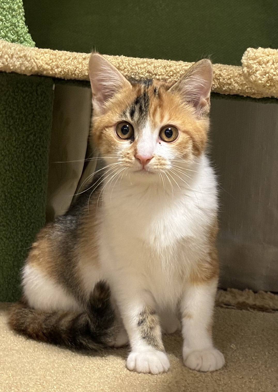 ⭐️2月1日開催⭐️大阪府堺市⭐️ミルキー　三毛⭐️4ヶ月の女の子