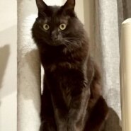 長毛の黒猫美男子！シャイだけど甘えんぼ