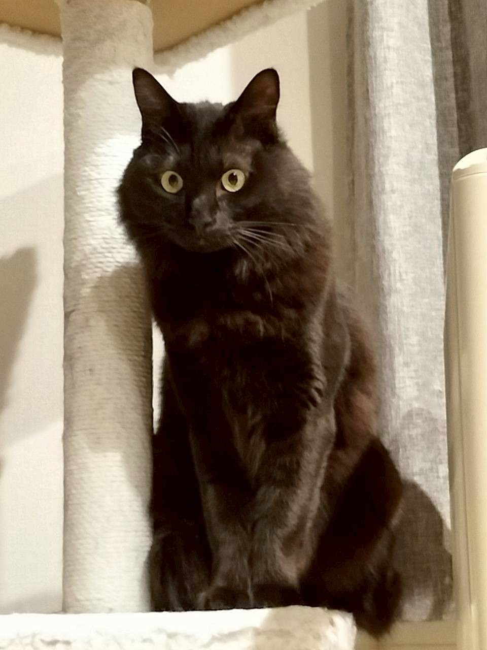 長毛の黒猫美男子！シャイだけど甘えんぼ