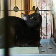 ⭐️2月1日開催⭐️大阪府堺市⭐️ネロ⭐️1歳の女の子