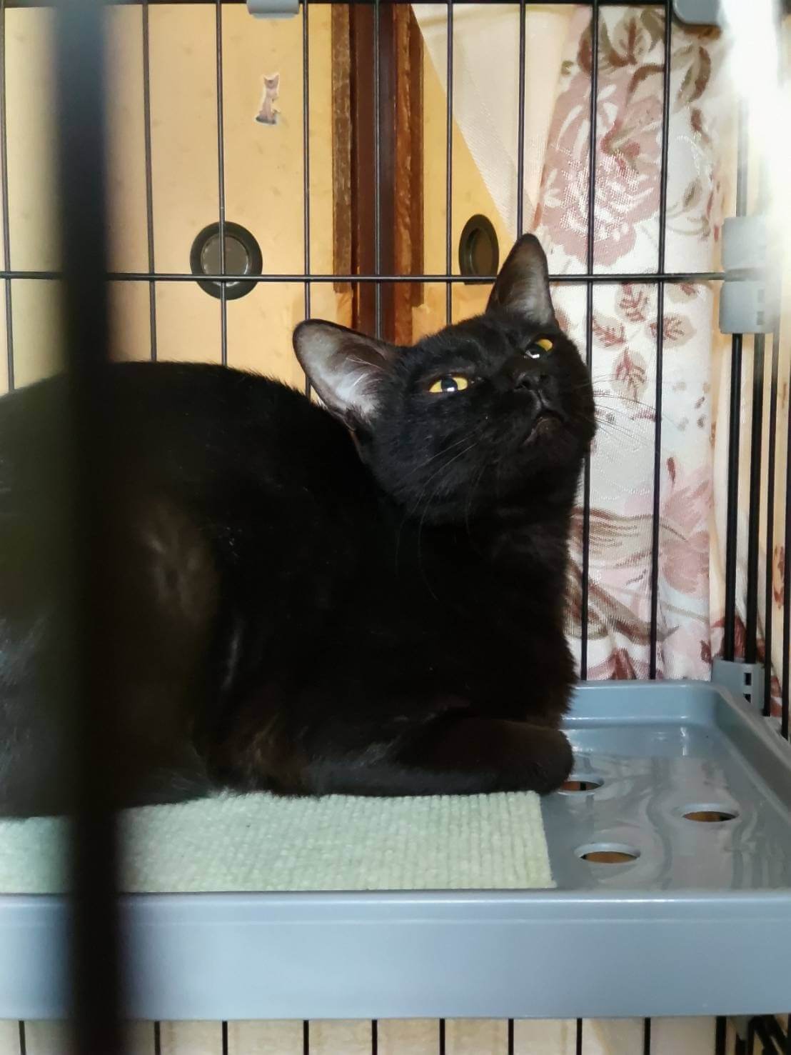 ⭐️2月1日開催⭐️大阪府堺市⭐️ネロ⭐️1歳の女の子