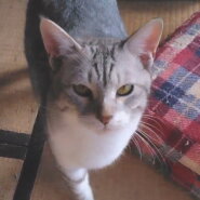 男前のギンちゃん