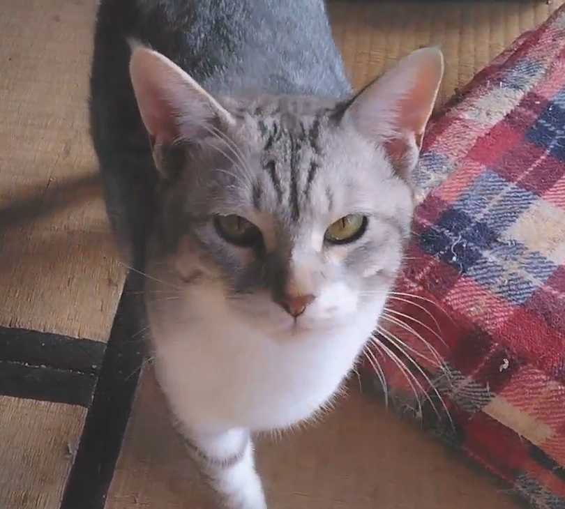 男前のギンちゃん