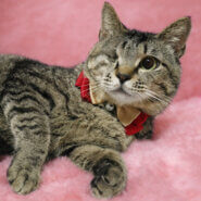 片目ハンデ！おっとり穏やか『大吉くん』２歳