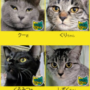 大中小猫18匹★みよし市