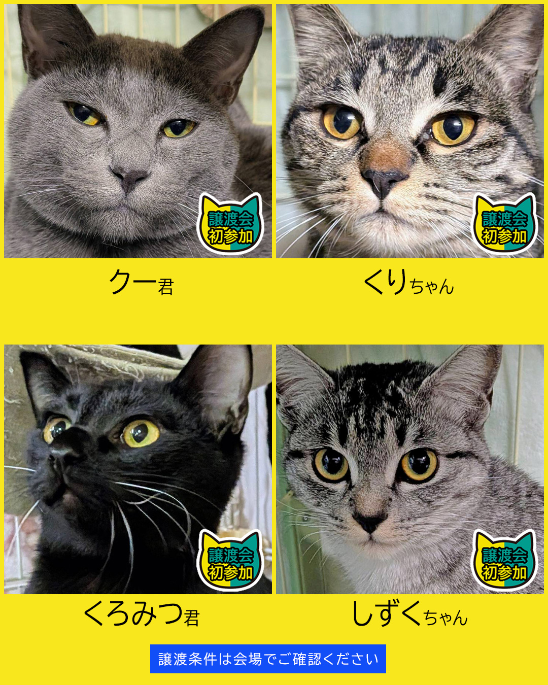 大中小猫18匹★みよし市