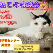 o｡◈｡o+ﾟねこの譲渡会ﾟ+o｡◈｡o