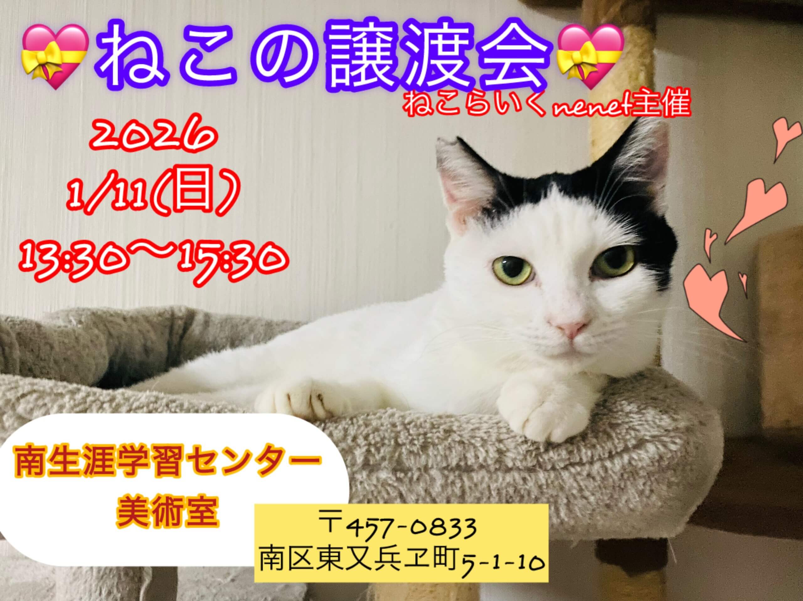 o｡◈｡o+ﾟねこの譲渡会ﾟ+o｡◈｡o