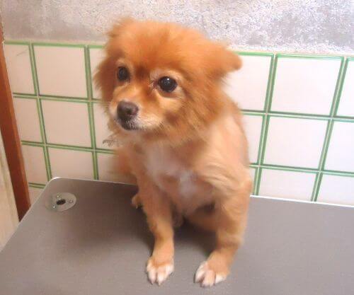 🎍繁殖終了犬　譲渡会