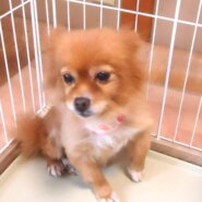 ポメラニアン　女の子💖