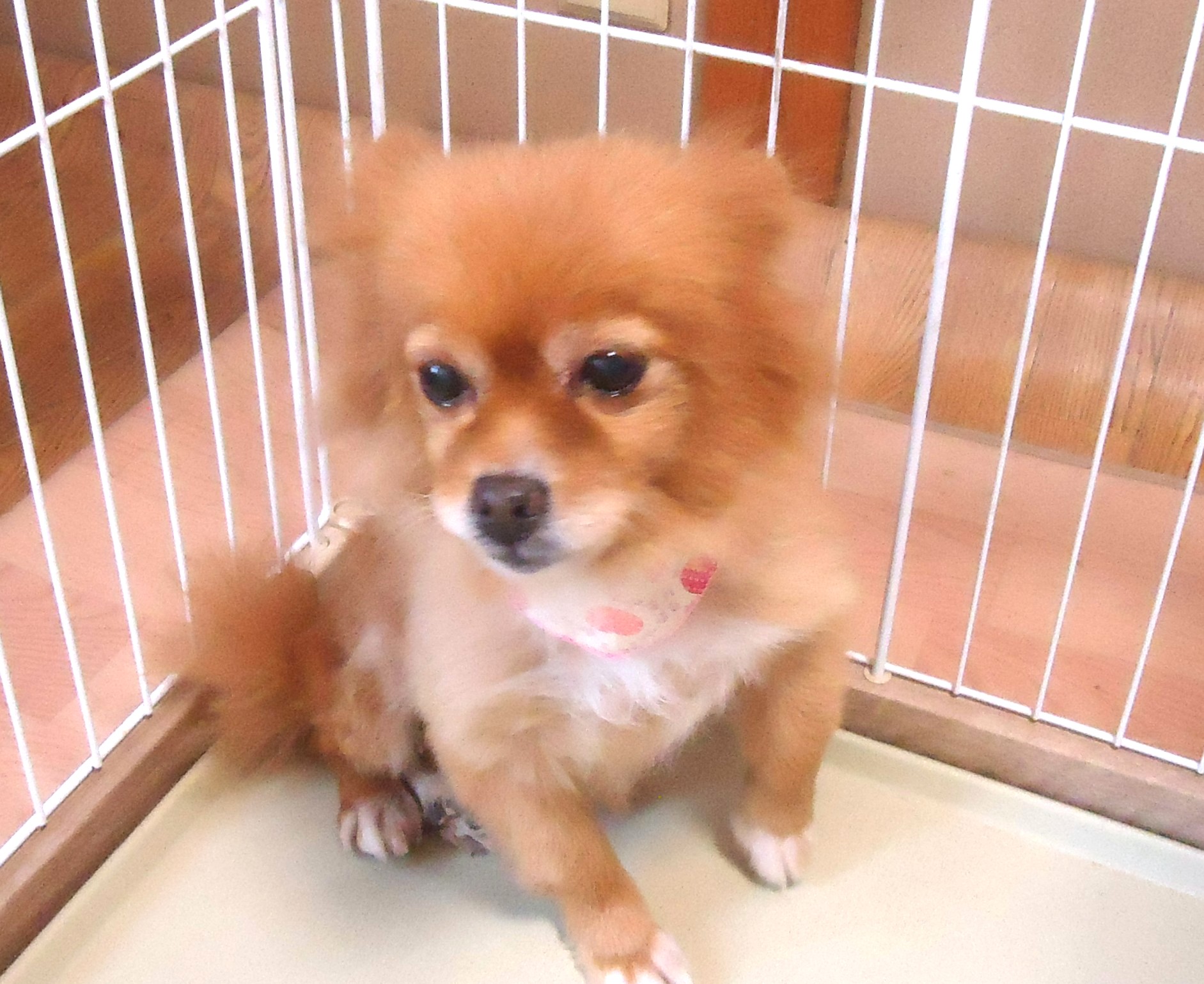 ポメラニアン　女の子💖