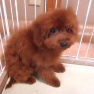 トイプードル　男の子💙
