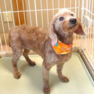 プードル　女の子　💖