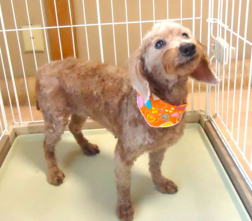 プードル　女の子　💖