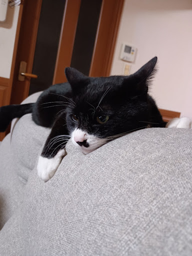 こんにちは！5歳の女の子です。落ち着いた毎日を、あなたと一緒に過ごしたくて待っています