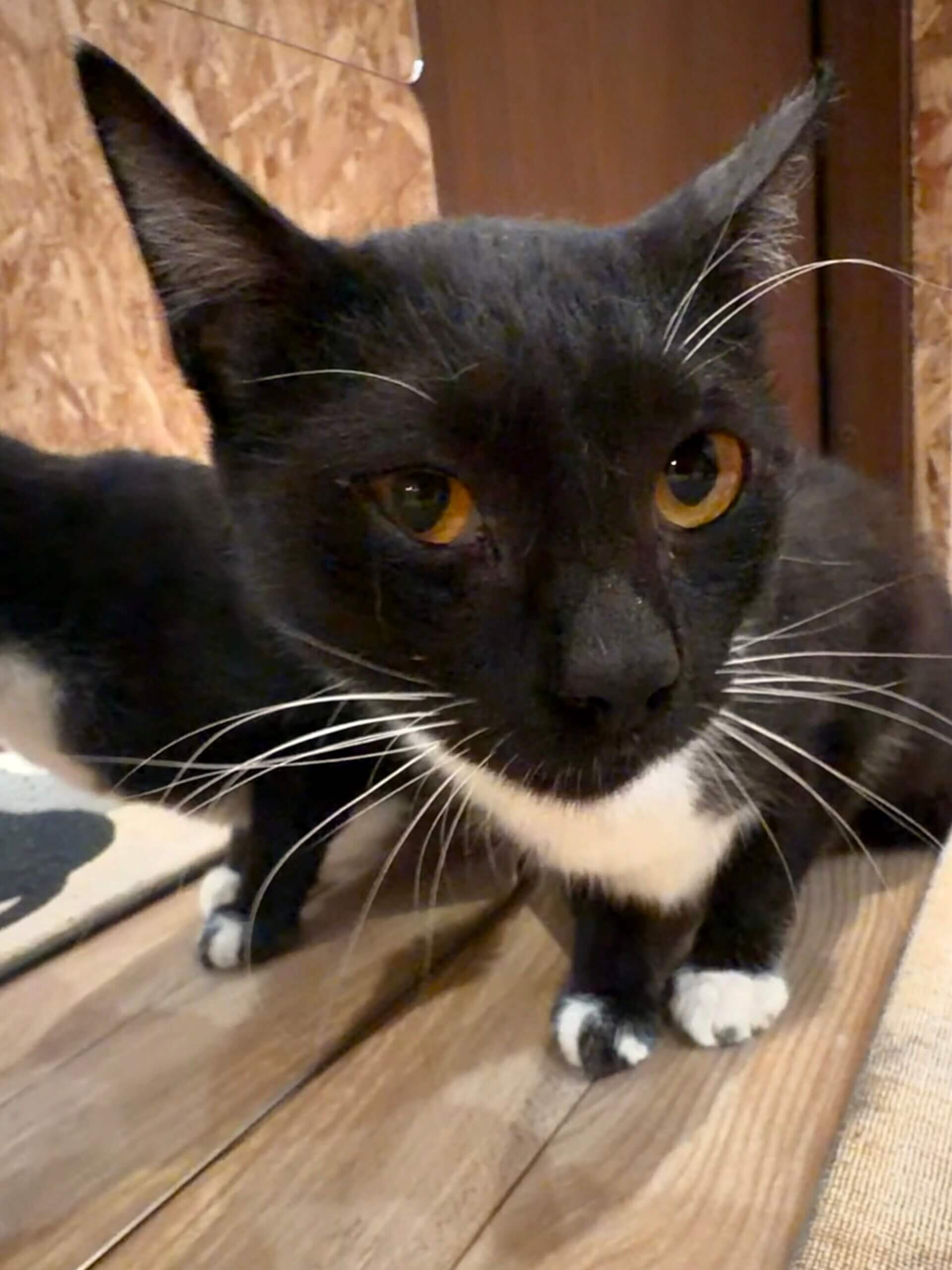 2歳ねこ　テスト