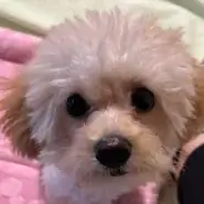 【トイプー5ヶ月雌】先住犬歓迎!活発な子です