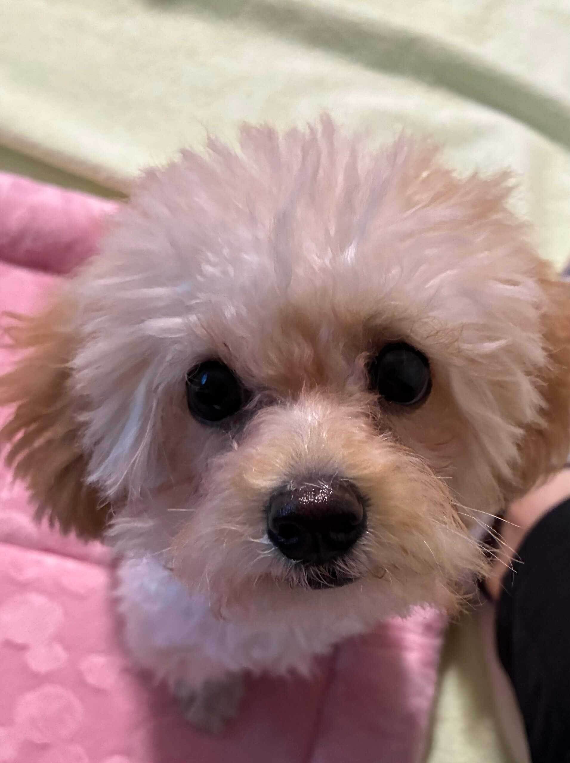 【トイプー5ヶ月雌】先住犬歓迎！活発な子です