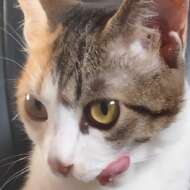 <br />
<b>Warning</b>:  Undefined variable $userID in <b>/home/petwa/pochi-tama.net/public_html/wp-content/themes/pet/single.php</b> on line <b>278</b><br />
ラックス