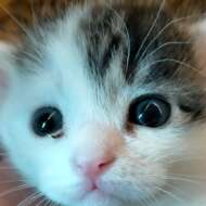 <br />
<b>Warning</b>:  Undefined variable $userID in <b>/home/petwa/pochi-tama.net/public_html/wp-content/themes/pet/single.php</b> on line <b>278</b><br />
虎太郎