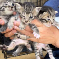 <br />
<b>Warning</b>:  Undefined variable $userID in <b>/home/petwa/pochi-tama.net/public_html/wp-content/themes/pet/single-volunteer.php</b> on line <b>198</b><br />
保護ねこプロジェクト