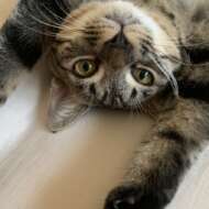 <br />
<b>Warning</b>:  Undefined variable $userID in <b>/home/petwa/pochi-tama.net/public_html/wp-content/themes/pet/single-joutokai.php</b> on line <b>148</b><br />
しあわせ繋ぎ