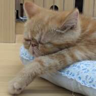 <br />
<b>Warning</b>:  Undefined variable $userID in <b>/home/petwa/pochi-tama.net/public_html/wp-content/themes/pet/single-volunteer.php</b> on line <b>198</b><br />
にゃんぽ