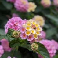 <br />
<b>Warning</b>:  Undefined variable $userID in <b>/home/petwa/pochi-tama.net/public_html/wp-content/themes/pet/single.php</b> on line <b>278</b><br />
ランタナ