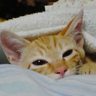 <br />
<b>Warning</b>:  Undefined variable $userID in <b>/home/petwa/pochi-tama.net/public_html/wp-content/themes/pet/single.php</b> on line <b>278</b><br />
四つ葉のクローバー