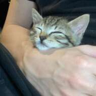 <br />
<b>Warning</b>:  Undefined variable $userID in <b>/home/petwa/pochi-tama.net/public_html/wp-content/themes/pet/single.php</b> on line <b>278</b><br />
Akira