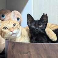 <br />
<b>Warning</b>:  Undefined variable $userID in <b>/home/petwa/pochi-tama.net/public_html/wp-content/themes/pet/single.php</b> on line <b>278</b><br />
コンペ