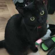 <br />
<b>Warning</b>:  Undefined variable $userID in <b>/home/petwa/pochi-tama.net/public_html/wp-content/themes/pet/single-volunteer.php</b> on line <b>198</b><br />
くら