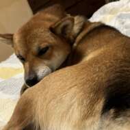 <br />
<b>Warning</b>:  Undefined variable $userID in <b>/home/petwa/pochi-tama.net/public_html/wp-content/themes/pet/single.php</b> on line <b>278</b><br />
Yui